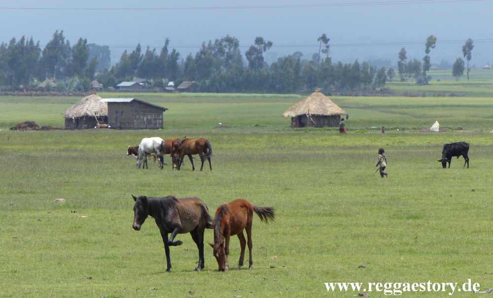Ethiopia - Oromia - Bekoji / Assela
