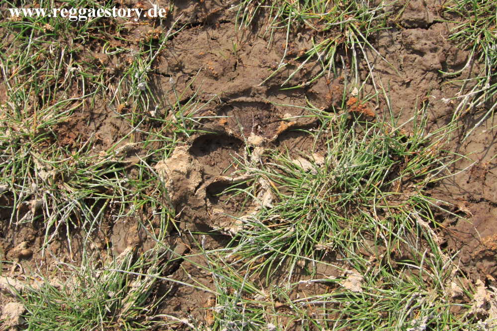 Ethiopia - Awash Nationalpark - Filwoha Campsite - Lion