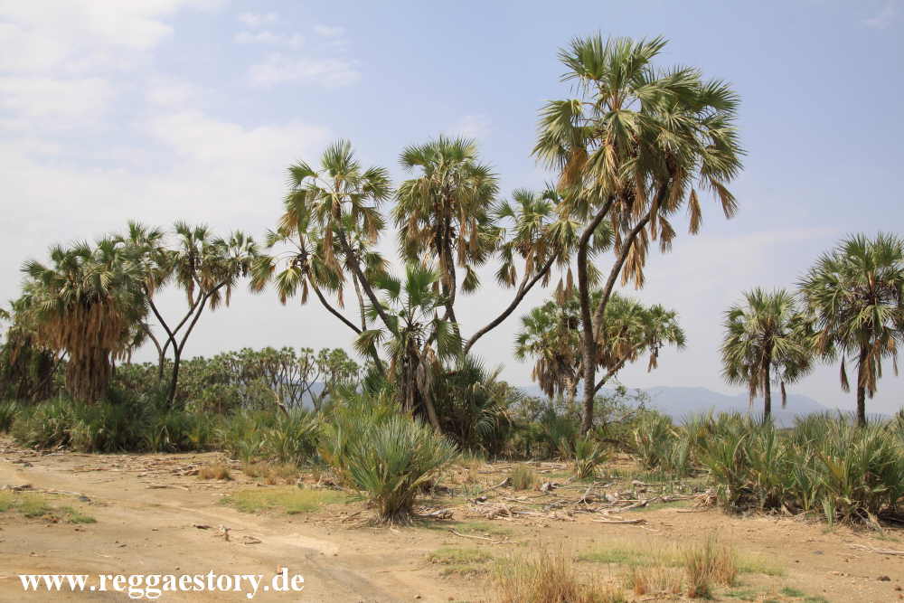 Ethiopia - Awash Nationalpark - Filwoha Hot Springs