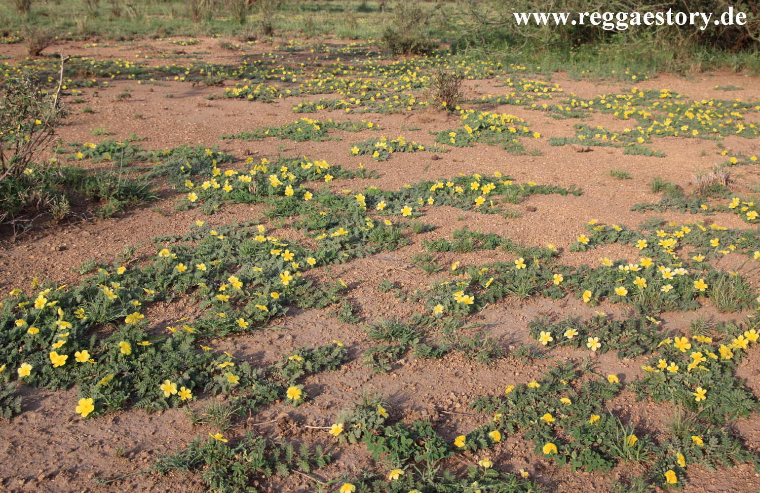 Ethiopia - Awash Nationalpark