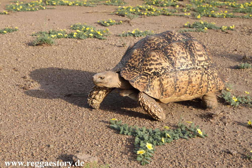 Pantherschildkröte