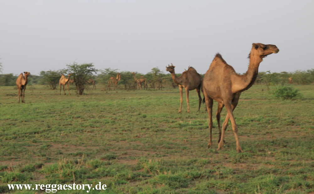 Ethiopia - Awash nationalpark - Kamele