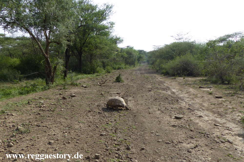 Ethiopia - Awash Nationalpark - Turtle