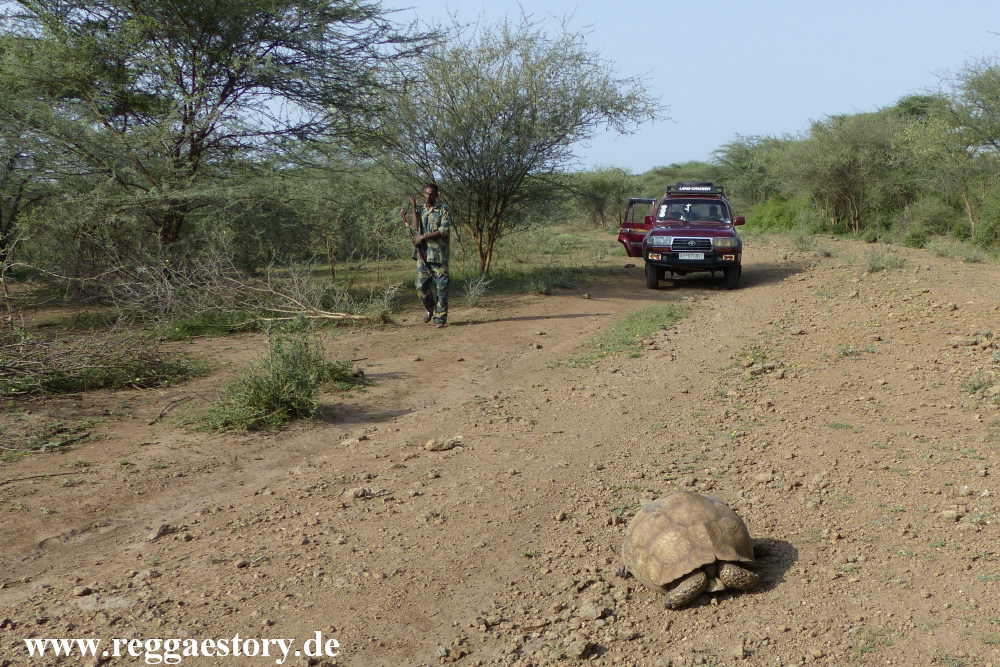 Ethiopia - Awash Nationalpark - Turtle