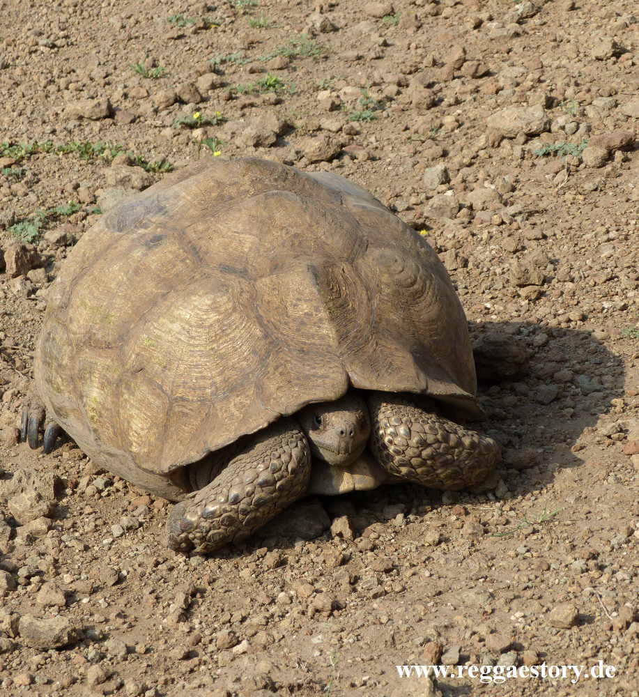 Ethiopia - Awash Nationalpark - Turtle