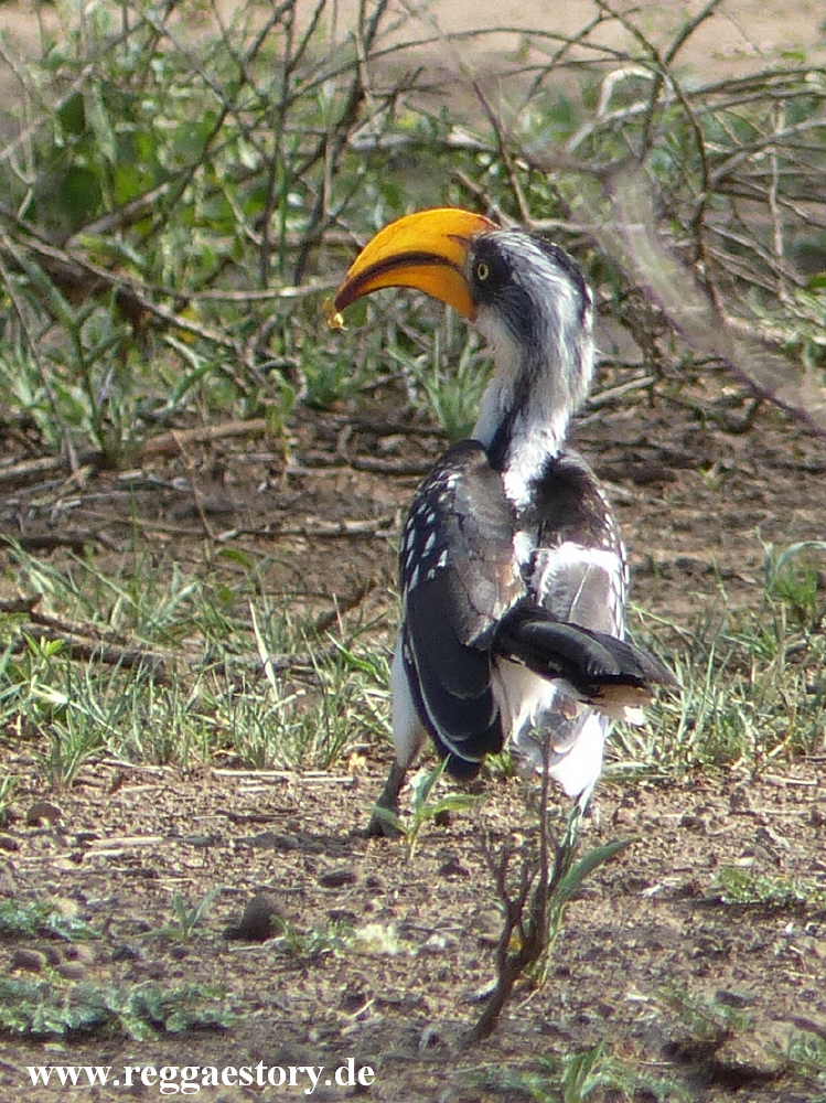 Ethiopia - Awash Nationalpark - Nashornvogel