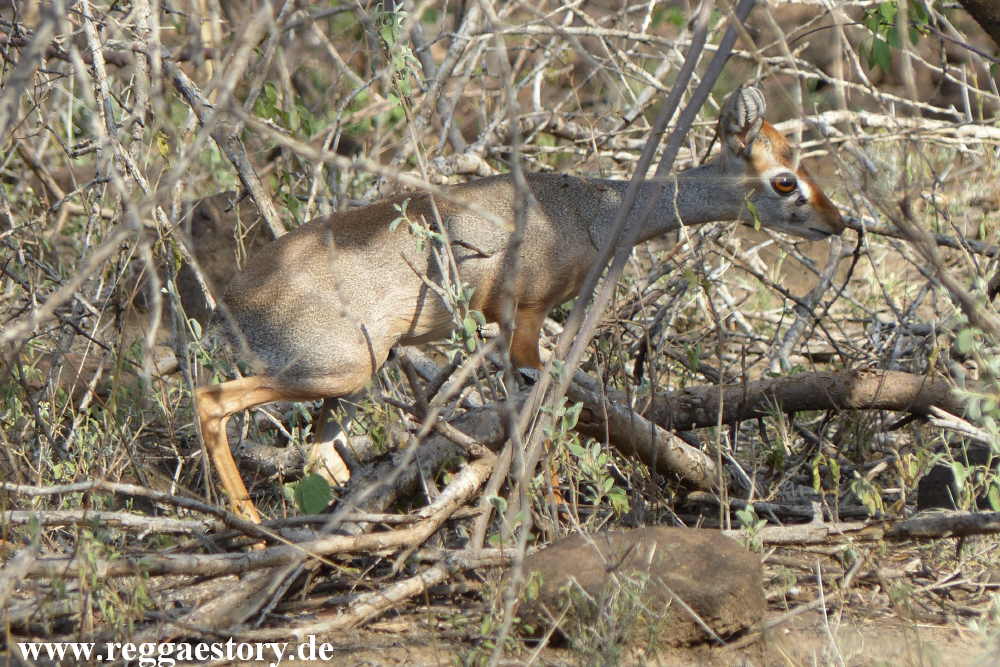 Salt&acute;s Dik-dik