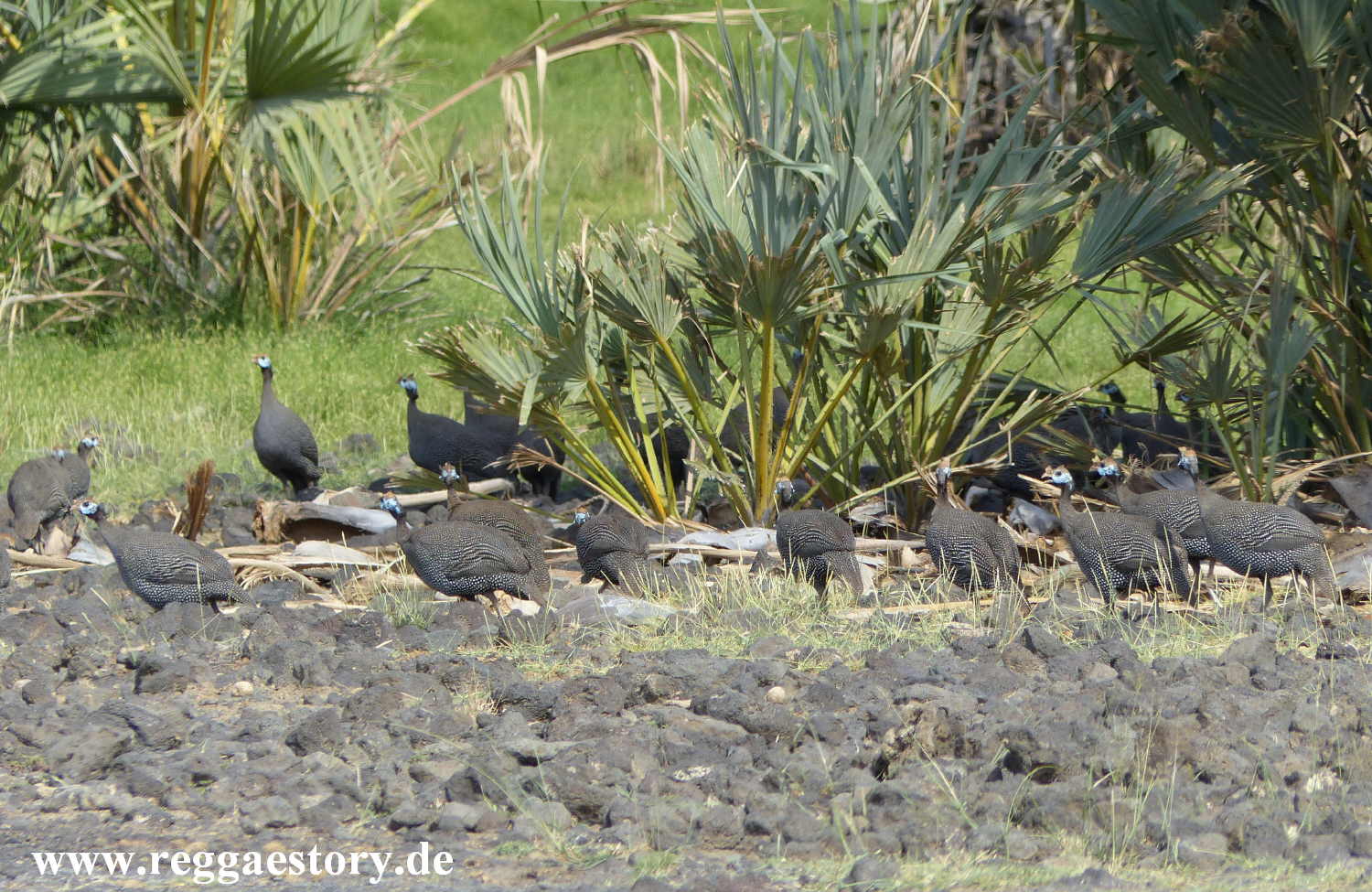 Ethiopia - Awash Nationalpark - Perlh&uuml;hner