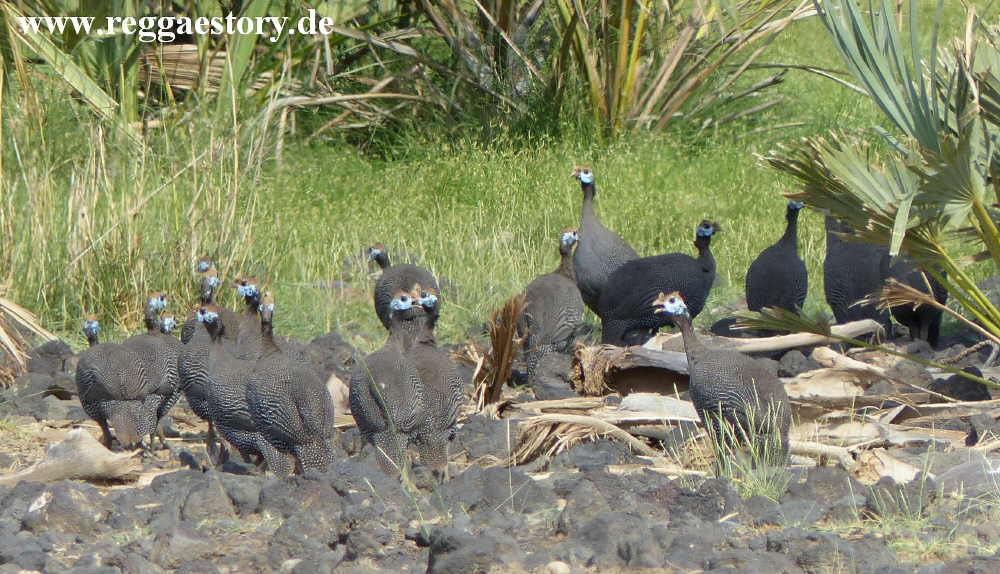 Ethiopia - Awash Nationalpark - Perlh&uuml;hner