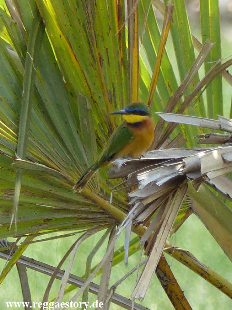 Cinnamon-chested bee-eater