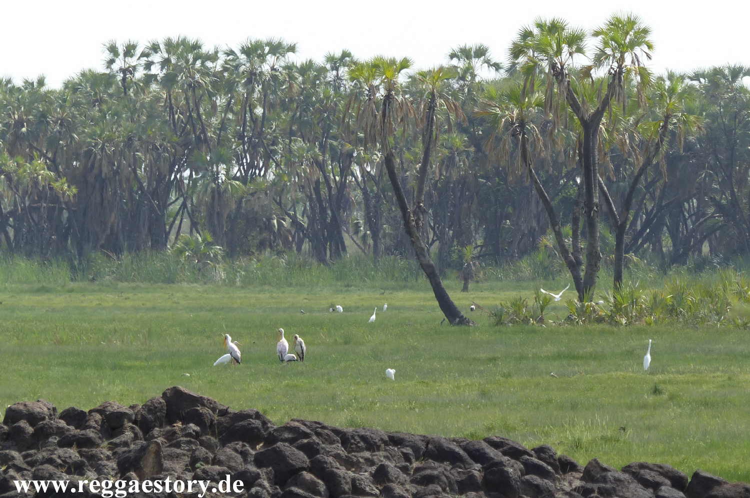 Ethiopia - Awash Nationalpark - Filwoha Campsite