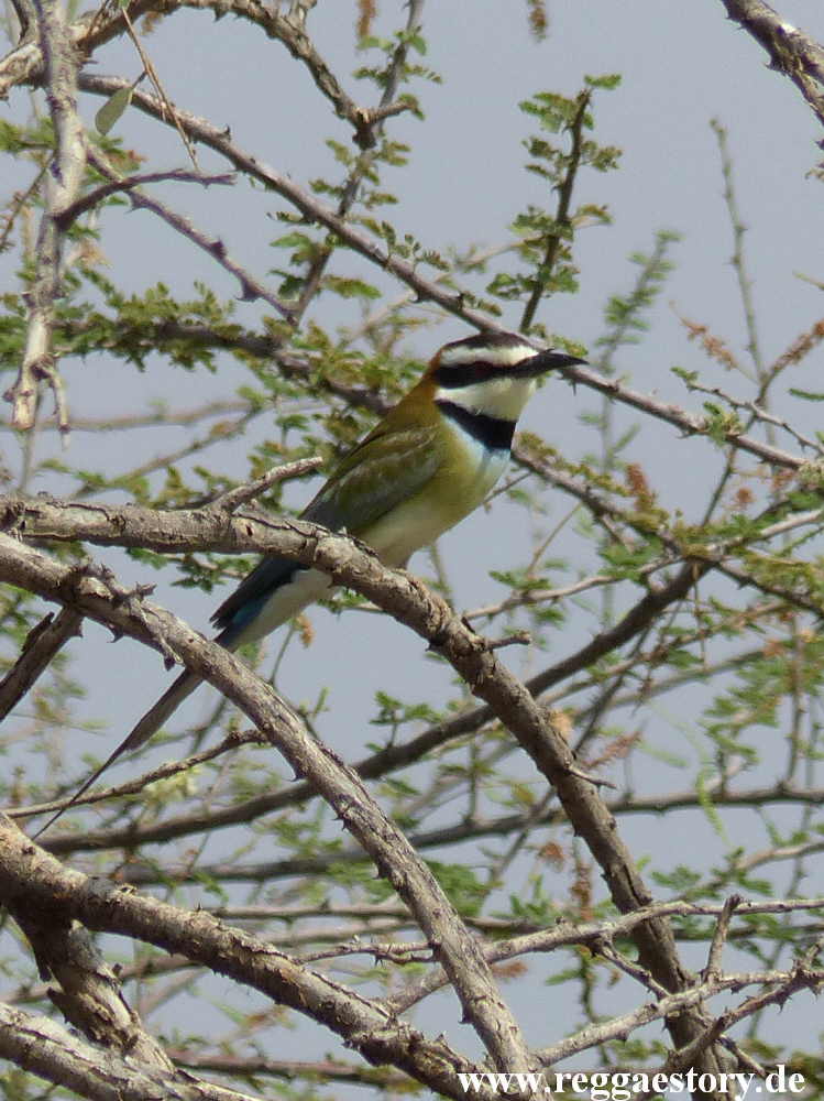 Ethiopia - Awash Nationalpark - Filwoha Campsite