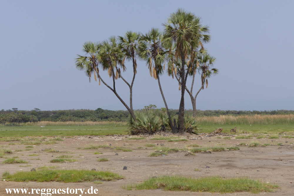 Ethiopia - Awash Nationalpark - Filwoha Campsite