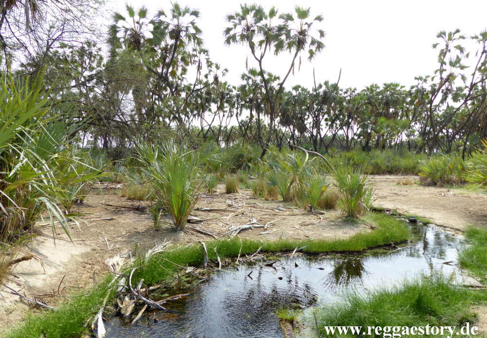 Ethiopia - Awash Nationalpark - Filwoha Hot Springs