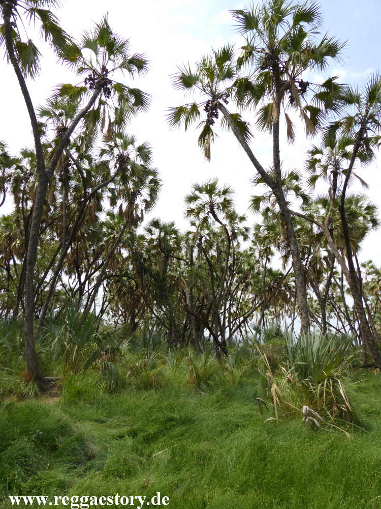 Ethiopia - Awash Nationalpark - Filwoha Hot Springs