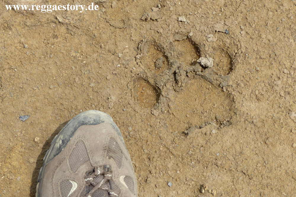 Ethiopia - Awash Nationalpark - Filwoha Campsite - Lion