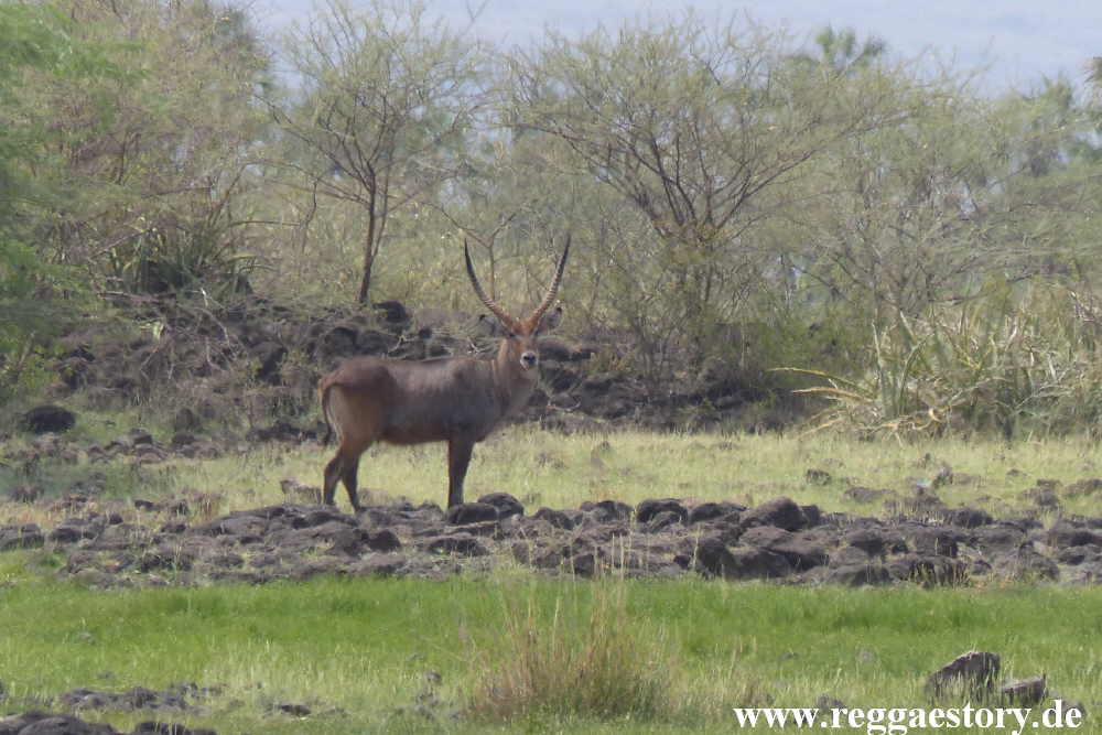 Ethiopia - Awash Nationalpark - Filwoha Campsite