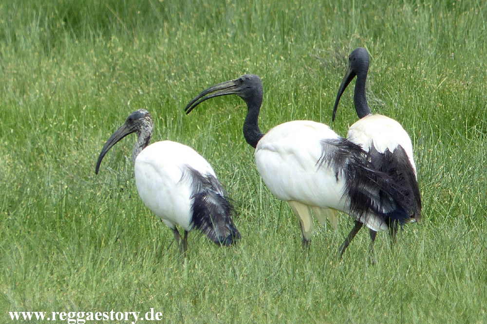 Heiliger Ibis