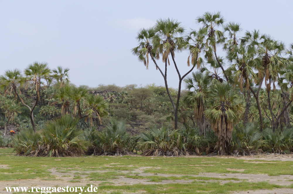Ethiopia - Awash Nationalpark - Filwoha Campsite