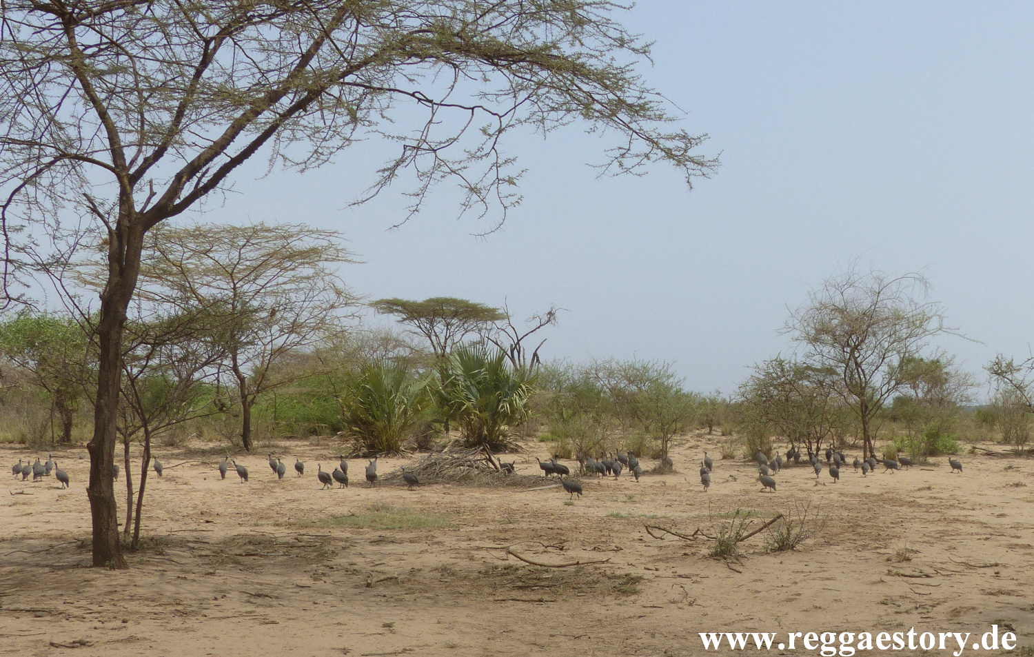Ethiopia - Awash Nationalpark - Perlh&uuml;hner