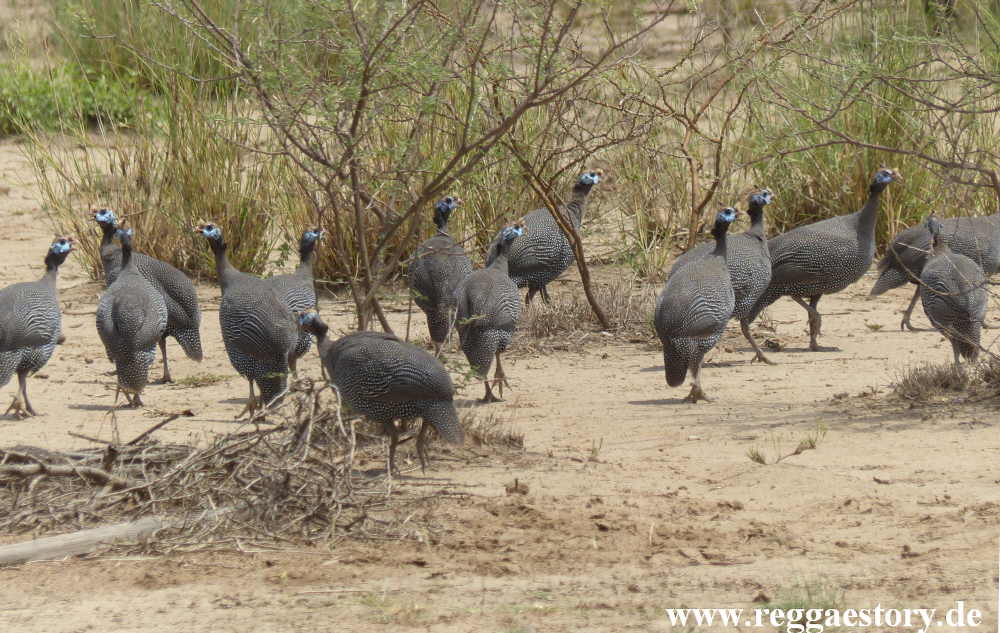 Ethiopia - Awash Nationalpark - Perlh&uuml;hner