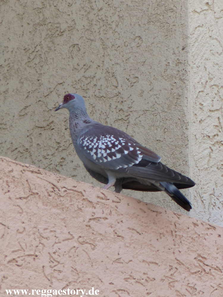 Ethiopia - Awash - Speckled Pigeon