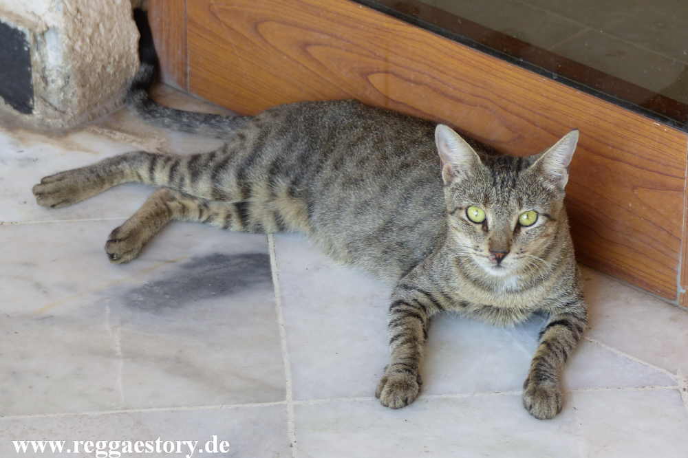 Ethiopia - Awash - Genet Hotel - Katze