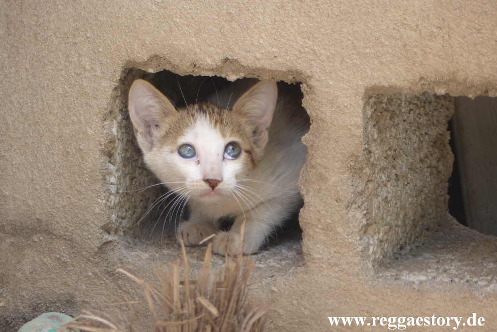 Ethiopia - Awash - Genet Hotel - Katze