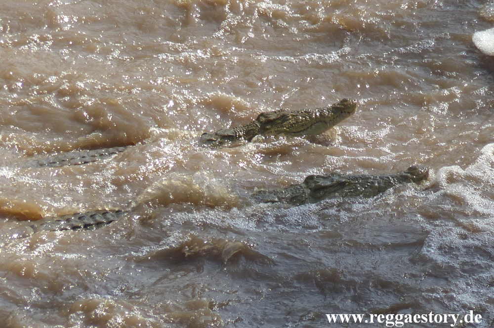 Ethiopia - Awash Nationalpark - Awash Falls - Krokodile