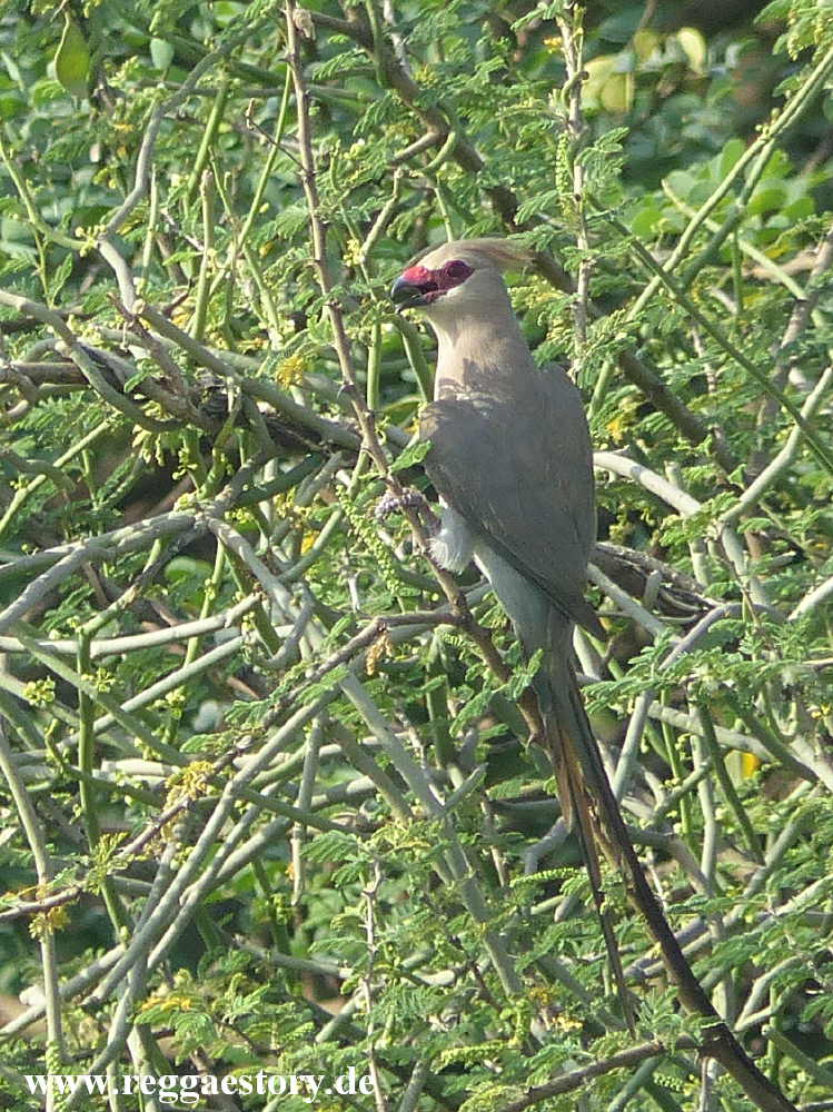 Blaunacken-Mausvogel / Blue-naped mousebird