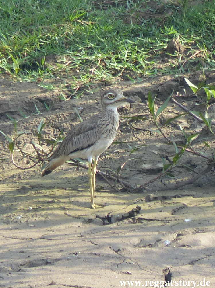 Senegaltriel / Senegal thick-knee
