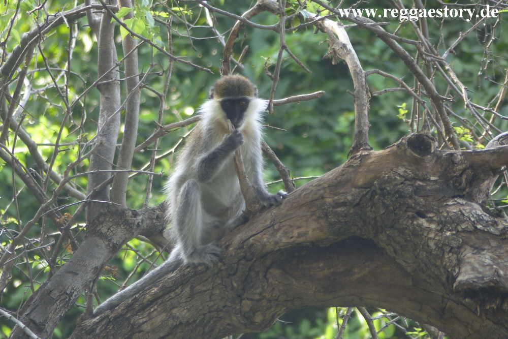 Ethiopia - Awash - Nationalpark