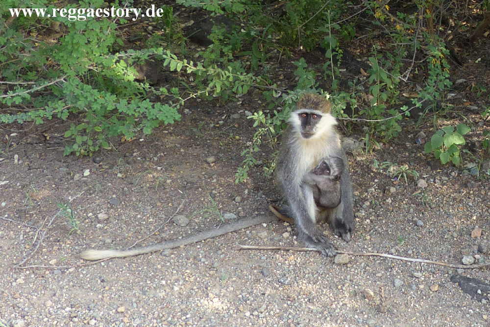 Awash Nationalpark - Grivet Monkey