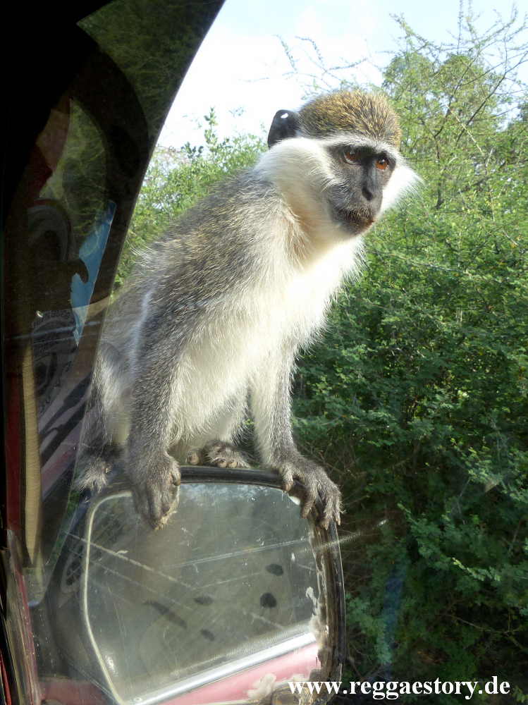 Ethiopia - Awash - Nationalpark - Monkey