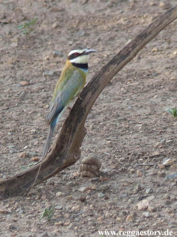 Ethiopia - Awash - Nationalpark