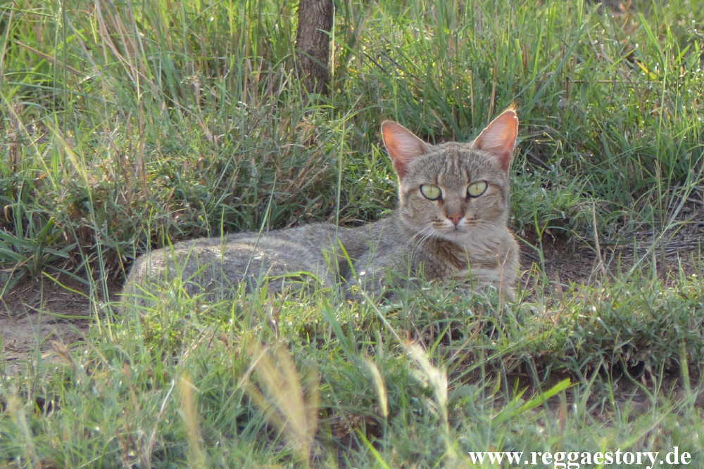 Ethiopia - Awash Nationalpark - Wildcat