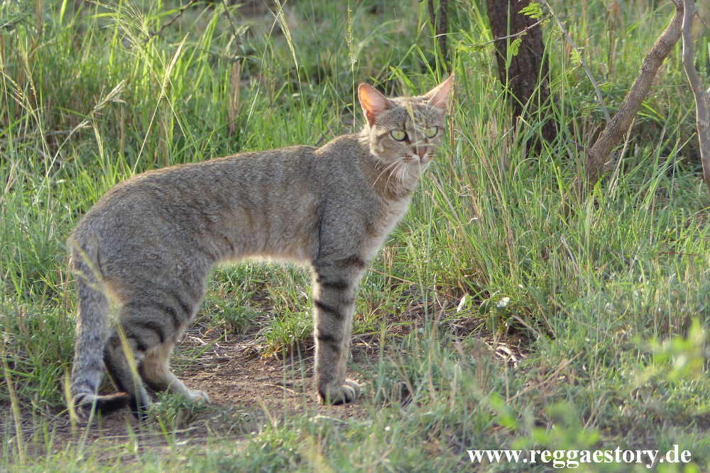 African Wildcat / Falbkatze