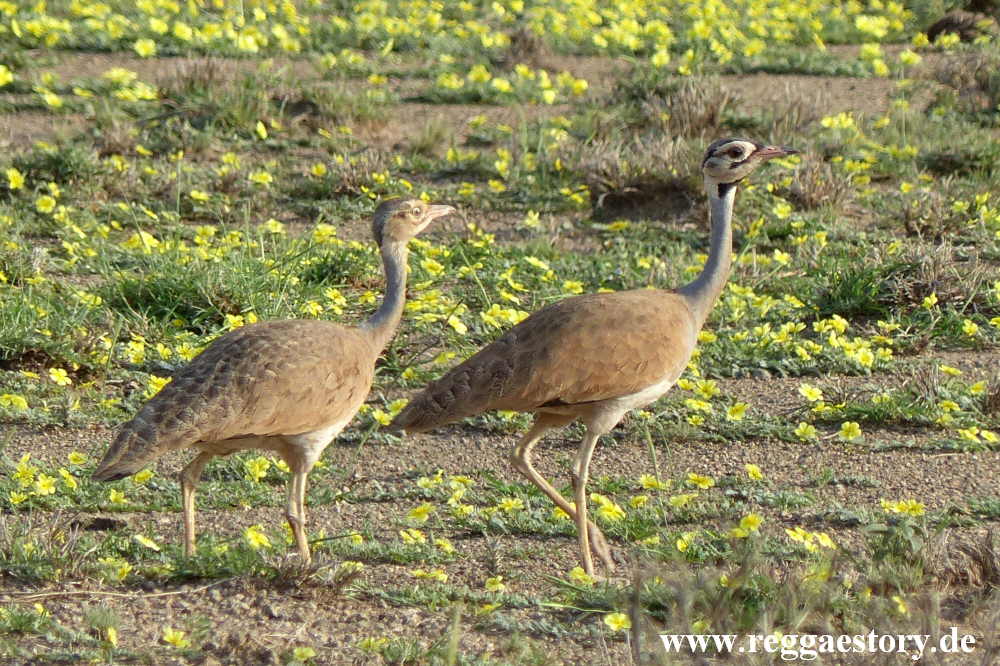 White-bellied bustard