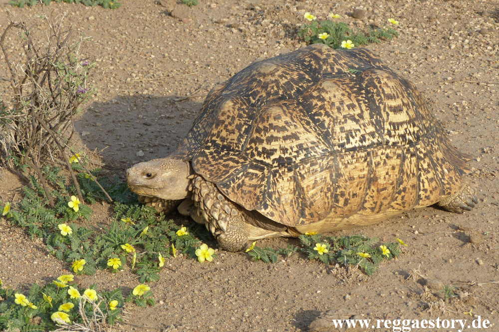 Ethiopia - Awash Nationalpark - Leopardenschildkr&ouml;te