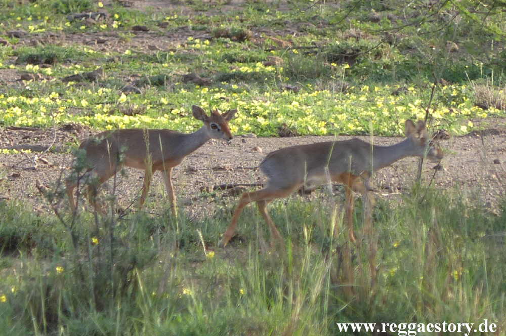 Ethiopia - Awash Nationalpark - Salt&acute;s Dik-dik