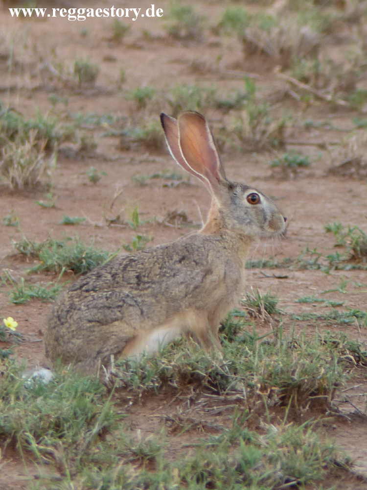 Ethiopia - Awash Nationalpark - Hase