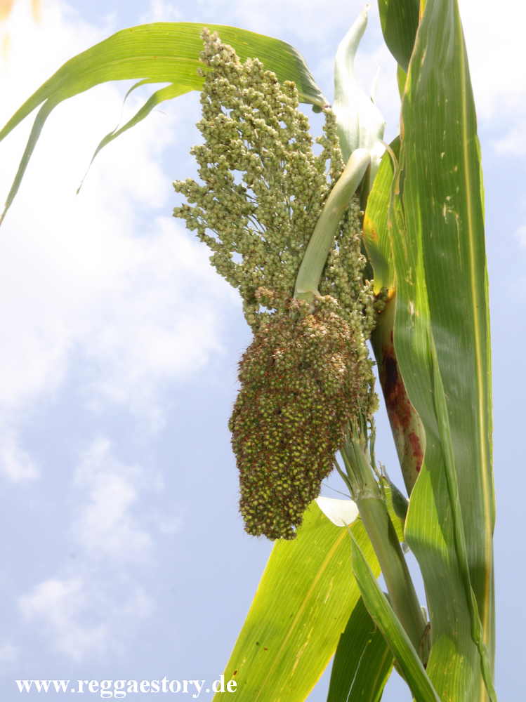 Ethiopia 2015 - Sorghum