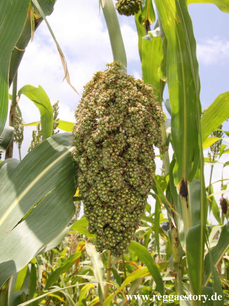 Sorghum