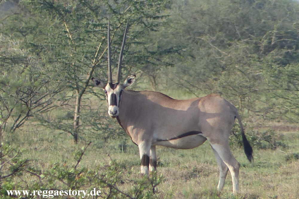 Oryx