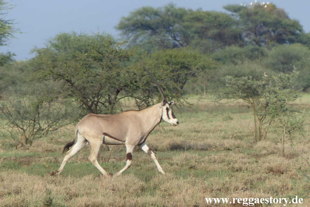 Ethiopia 2015 - Awash - Oryx