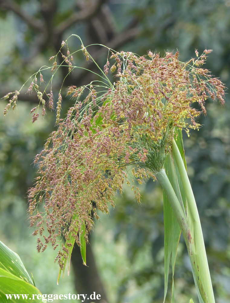 Ethiopia 2015 - Sorghum