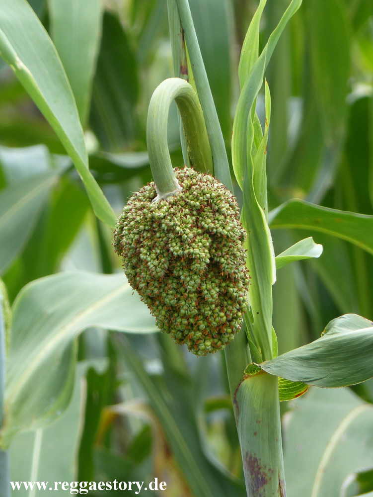 Ethiopia 2015 - Sorghum