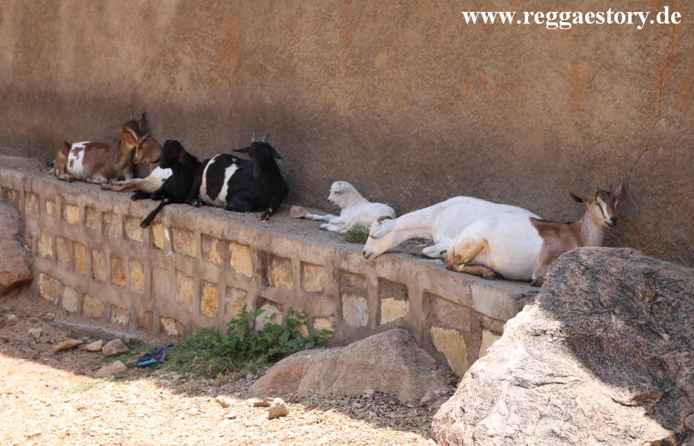 Ethiopia - Harar - Jugol - Wall - Goats
