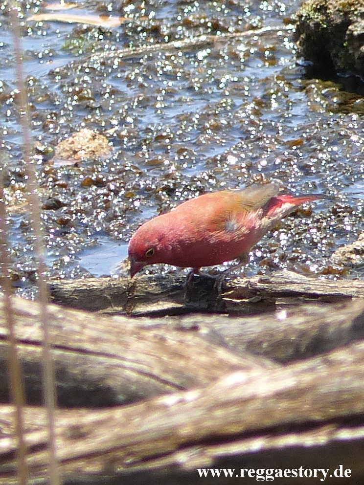 Ethiopia - Harar - Jugol - Red Bird