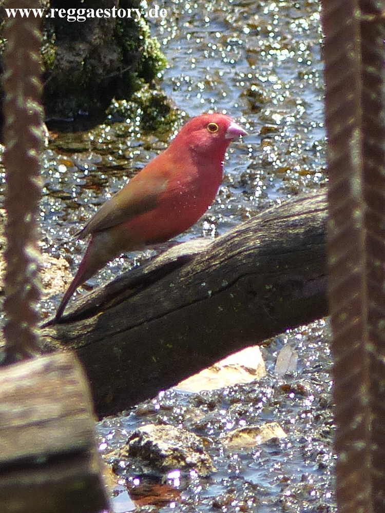 Senegalamarant / Red-billed Firefinch